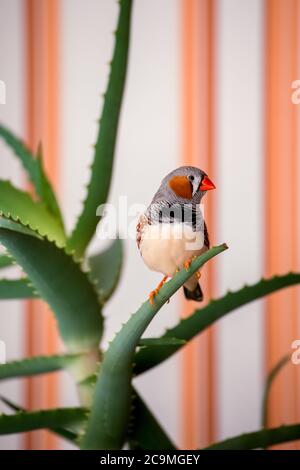 zebra finch, l'uccello da compagnia si siede su un ramo di aloe. Foto Stock