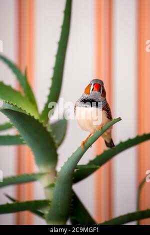 zebra finch, l'uccello da compagnia si siede su un ramo di aloe. Foto Stock