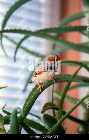zebra finch, l'uccello da compagnia si siede su un ramo di aloe. Foto Stock