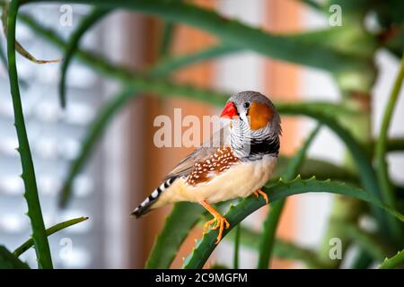 Zebra finch maschio seduto su una pianta di ramificazione verde al chiuso, girando la testa a lato guardando il telaio. Foto Stock