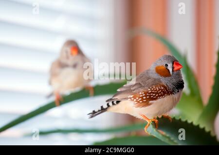 zebra finch, l'uccello da compagnia si siede su un ramo di aloe. Foto Stock