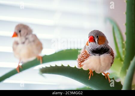 zebra finch, l'uccello da compagnia si siede su un ramo di aloe. Foto Stock