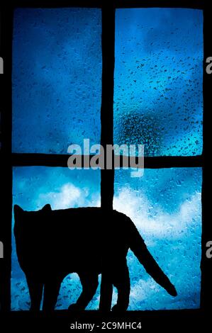 silhouette di un gatto davanti a una finestra Foto Stock