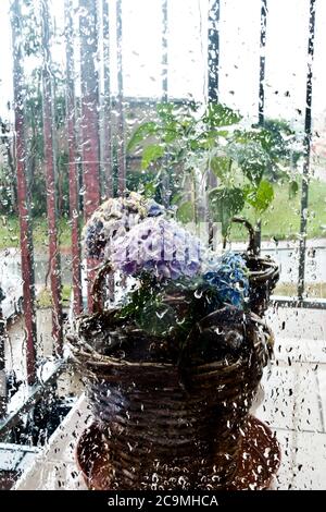 Vaso con fiori Hydrangea dietro una finestra con gocce di pioggia Foto Stock