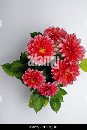 Dahlia UNA bella ombra di borgogna, petali con una lucentezza setosa, un bel fiore Foto Stock