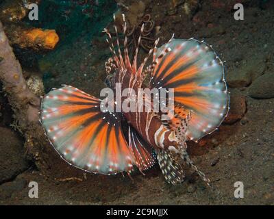 Pesce leone Zebra, Dendrochirus zebra, con pinne pettorali a ventaglio completamente estese, Tulamben, Bali Foto Stock