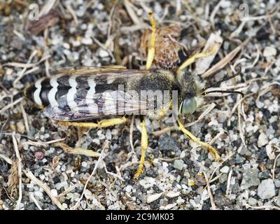 Bembix americana sabbia wasp nello stato di Washington, Stati Uniti Foto Stock