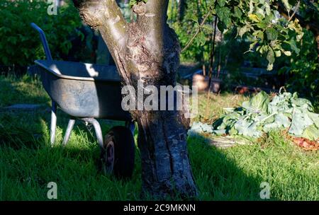 Una carriola all'ombra su un albero di mele, luce serale su un'assegnazione inglese. Foto Stock