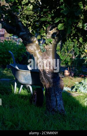 Una carriola all'ombra su un albero di mele, luce serale su un'assegnazione inglese. Foto Stock