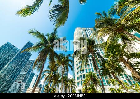 Palme da cocco e grattacieli nel centro di Miami, Stati Uniti Foto Stock