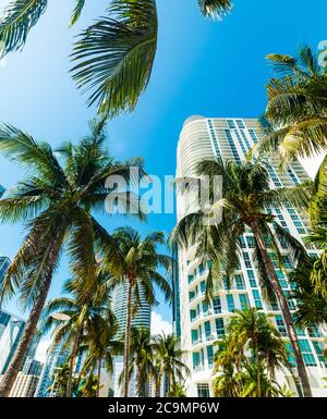 Palme da cocco e grattacieli nel centro di Miami, Stati Uniti Foto Stock