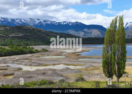 Alberi di pioppo di fronte alle Ande, Patagonia National Park, Chacabuco valle vicino Cochrane, Aysen Regione, Patagonia, Cile Foto Stock