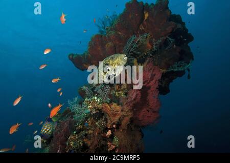 Mappa puffer, Arothron mappa, su corallo incrostato Liberty relitto, Tulamben, Bali Oceano Indiano Indonesia Foto Stock