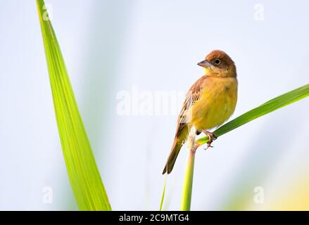 Il mungere a testa rossa è un uccello passerino della famiglia dei mungitrici Emberizidae, un gruppo ora separato dalla maggior parte degli autori moderni dalle finche, Fringilli Foto Stock