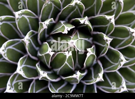 Agave, pianta succulenta. Natura, verde, botanica, fondo botanico concetto di dettaglio. Immagine dall'alto con macro. Foto Stock