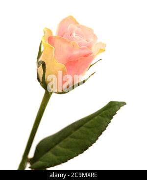 Insolita rosa con petali verdi esterni e rosa, centro isolato su bianco Foto Stock