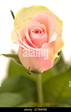 Insolita rosa con petali verdi esterni e rosa, centro isolato su bianco Foto Stock