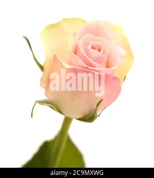 Insolita rosa con petali verdi esterni e rosa, centro isolato su bianco Foto Stock