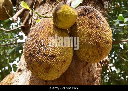 Frutta Duriana che cresce in una configurazione priapica. Foto Stock