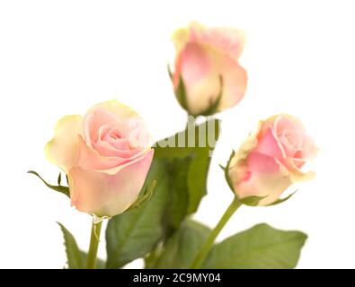 Insolita rosa con petali verdi esterni e rosa, centro isolato su bianco Foto Stock