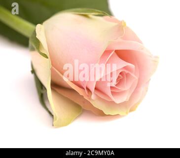 Insolita rosa con petali verdi esterni e rosa, centro isolato su bianco Foto Stock