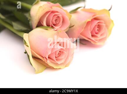 Insolita rosa con petali verdi esterni e rosa, centro isolato su bianco Foto Stock