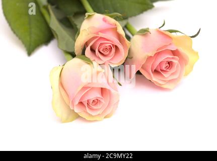 Insolita rosa con petali verdi esterni e rosa, centro isolato su bianco Foto Stock