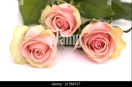 Insolita rosa con petali verdi esterni e rosa, centro isolato su bianco Foto Stock