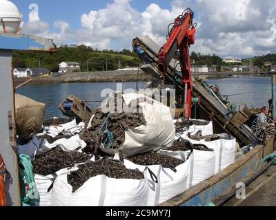 Raccolta di cozze coltivate nelle acque prive di inquinamento di Bantry Bay, Irelland Foto Stock