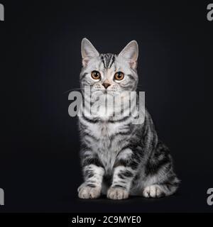 Carino gattino d'argento tortie American Shorthair gatto gattino, seduta modi laterali. Guardando accanto alla fotocamera con gli occhi arancioni. Isolato su sfondo nero. Foto Stock