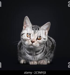 Carino gattino d'argento tortie americano Shorthair gatto, posato in giù di fronte. Guardando direttamente la fotocamera con gli occhi arancioni. Isolato su sfondo nero. Foto Stock