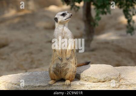 Il meerkat si erge su una pietra e si affaccia intorno Foto Stock