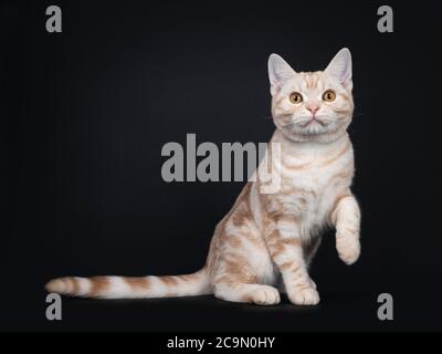 Bel creme d'argento tabby americano Shorthair gattino gatto, seduta modi laterali. Guardando verso la fotocamera con gli occhi arancioni. Una zampa giocosa in aria. Isolare Foto Stock