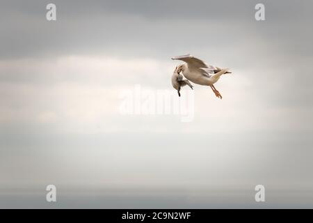 Il gabbiano di aringa (Larus argentatus) cattura un cazzo di kittiwake dalle scogliere dello Yorkshire e lo trasporta fuori per dare da mangiare ai suoi giovani al nido Foto Stock