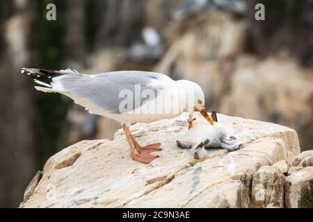 Un gabbiano adulto di aringa (Larus argentatus) prende un cazzo di kittiwake (Rissa tridactyla) dalla scogliera per nutrire i suoi giovani Foto Stock