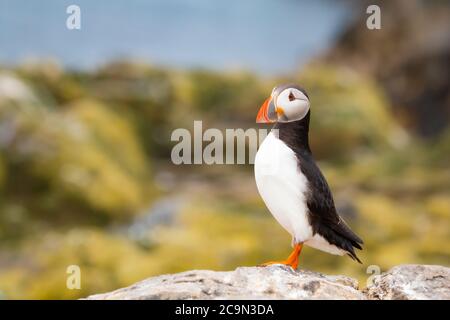 Un solo puffino (Fratercola artica) si trova sulle rocce con le erbacce gialle e verdi e il mare alle sue spalle Foto Stock