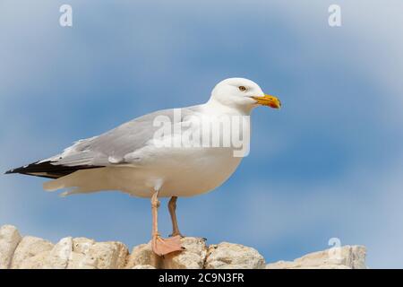 Il gabbiano aringa (Larus argentatus) si trova sulle rocce bianche contro il cielo blu sulla cima della scogliera Foto Stock