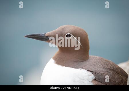 Colpo di testa di un guillemot bridato (uria aalghe) che mostra la linea bianca intorno al suo occhio Foto Stock