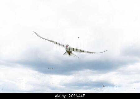 Le sterne artiche (Sterna paradisaea) nel cielo si tuffano giù a voi se camminate vicino ai loro nidi su Farne interno Foto Stock