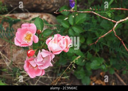 Belle rose rosso-bianco in fiore vicino alla roccia nel giardino selvaggio e uno spazio di testo Foto Stock