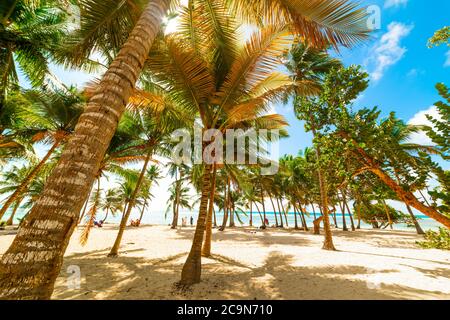 Palme e spiagge sabbiose nella spiaggia di Bois Jolan in Guadalupa, antille francesi. Piccole Antille, Mar dei Caraibi Foto Stock