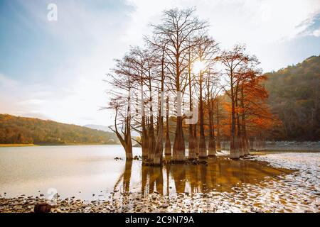Lago Cypress in Succo. Attrazioni. Alberi che crescono in acqua a giorno di sole autunno Foto Stock