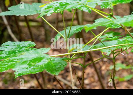 Un closeup immagine di foglie verdi in una foresta. Foglie gialle sfocate sullo sfondo Foto Stock