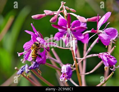 Ape che raccoglie pollini da un fiore viola, vogliono ottenere hunny Foto Stock