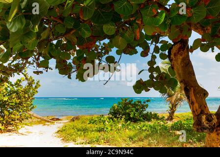 Piante verdi nella riva di Autre Bord in Guadalupa, antille francesi. Piccole Antille, Mar dei Caraibi Foto Stock