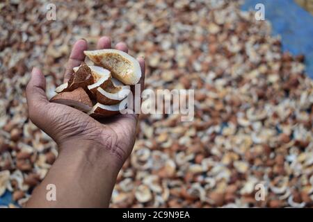 Un uomo che tiene in mano alcuni pezzi secchi di noci di cocco. E ci è inoltre un sacco di noci di cocco messo su un foglio blu a dry.used per fare l'olio di cocco. Foto Stock