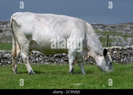 Bestiame bovino bianco britannico pascolo in altopiano Foto Stock