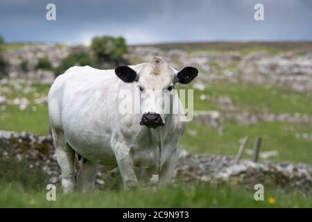 Bestiame bovino bianco britannico pascolo in altopiano Foto Stock