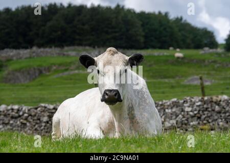 Bestiame bovino bianco britannico pascolo in altopiano Foto Stock