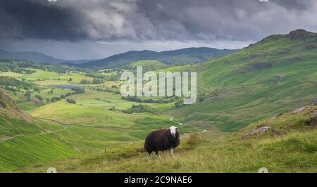 Herdwick pecore pascolo sul Passo di Wrynose che domina Little Langdale nel Distretto Inglese del Lago dopo una doccia di tuono ha passato vicino. Cumbria, Regno Unito. Foto Stock